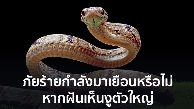 ทํานายฝัน ฝันเห็นงูตัวใหญ่